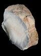 Cut/Polished Agatized Dinosaur Vertebra - Colorado #38927-4